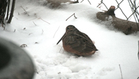 Woodcock 2